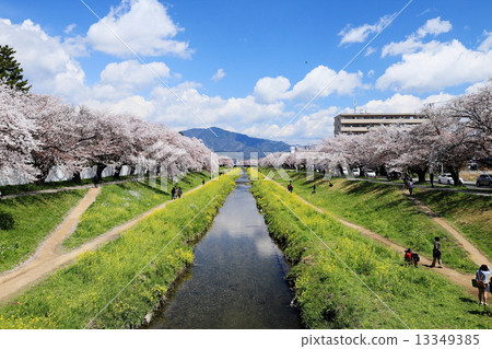 在Sanagawa河的櫻花 13349385