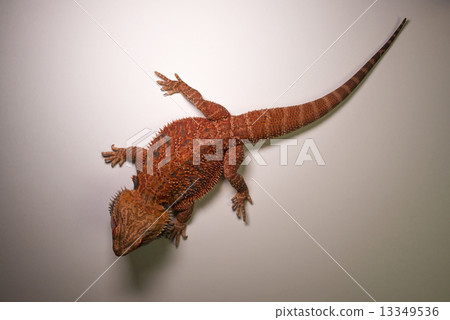 Hoop bearded lizard 13349536