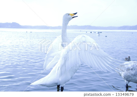 天鵝 13349679