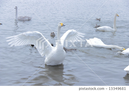 天鵝 天鵝 13349681