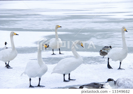 Swan Swan 13349682