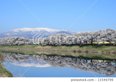 Shiroishi River Tsutsumi Ichimoku Senbonzakura Shiroishi River Tsutsumi Ichimoku Senbonzakura 13349799