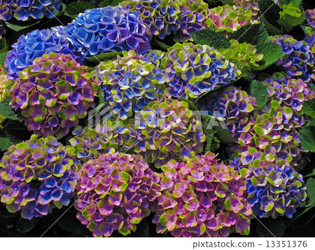 Hydrangea 13351376