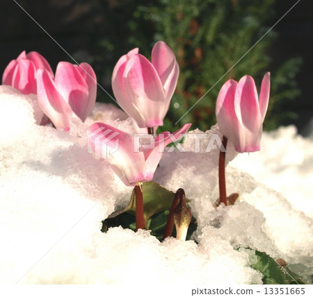 一個花園仙客來，可以看到雪，一個早春的景觀 13351665