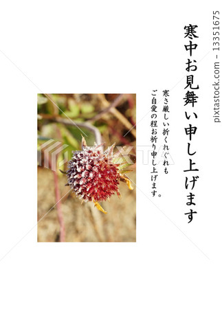開花的寺廟·由晨霜構築的千日之花的花·垂直的黑色字符“垂直的寫作同情”在寒冷的天氣同情垂直的位置 13351675