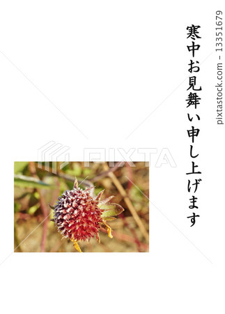 Template in the cold Template · Flower of Sennichiko framed by morning frost · Vertical written black character "I will show you in the cold" No comment Vertical position Template in the cold Template · Flower of Sennichiko framed by morning frost · Vertical written black character "I will show you in the cold" No comment Vertical position 13351679