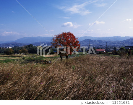 Autumn scenery Autumn scenery 13351681