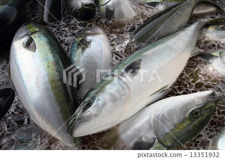 Bungo擁擠的Buri 13351932