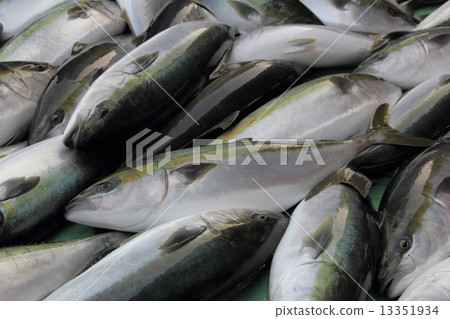 Buri of Bungo Congestion 13351934