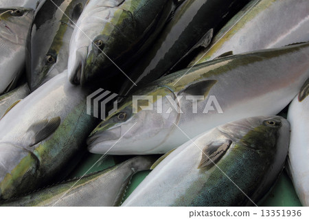 Bungo擁擠的Buri Bungo擁擠的Buri 13351936