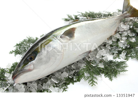 Yellowtail 13351947