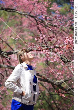 young woman traveler enjoying in spring cherry blossom garden, c 13351959