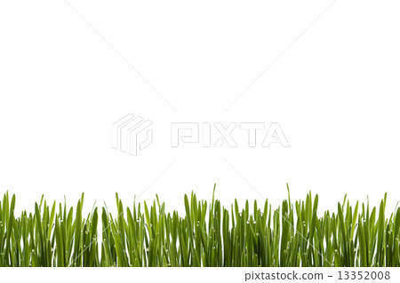 grass isolated on white background. 13352008