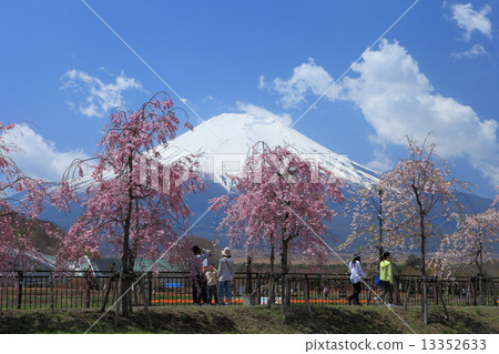 櫻花在富士山和花卉公園公園 13352633