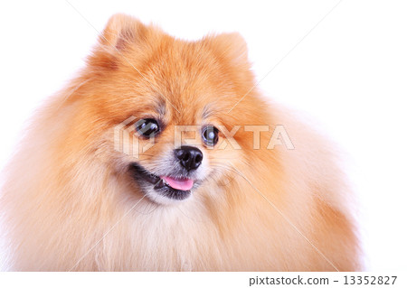 pomeranian dog pomeranian dog 13352827