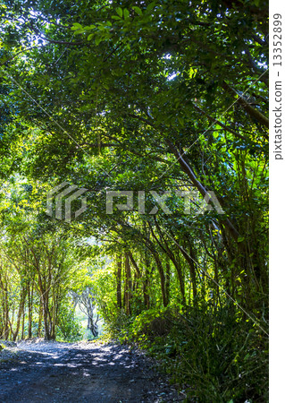 春天新鮮的綠色森林 春天新鮮的綠色森林 13352899