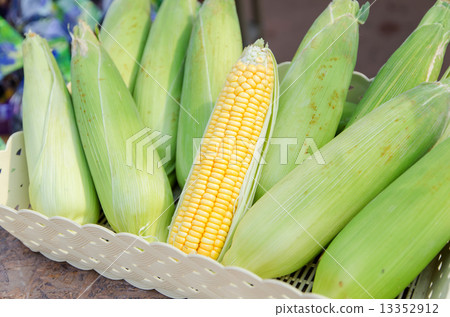 圖庫照片: fresh corn in the basket