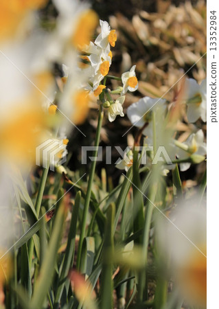 Narcissus Narcissus 13352984