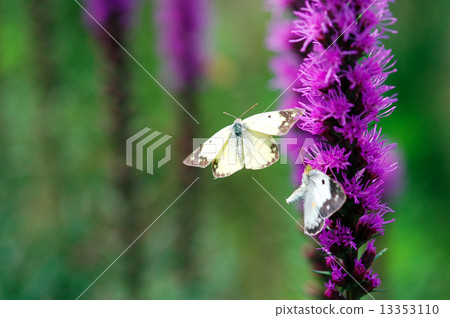 Colias erate Colias erate 13353110