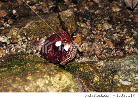 Aristrokia · Salva Drensis 13353117