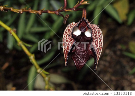 Aristrokia · Salva Drensis 13353118
