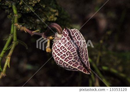 Aristrokia · Salva Drensis Aristrokia · Salva Drensis 13353120