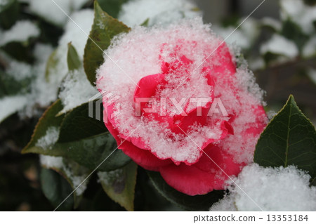 Snow and flower Snow and flower 13353184