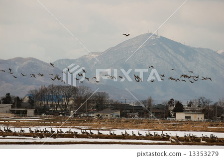 bird  13353279