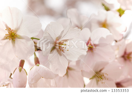 櫻花 13353353