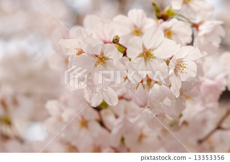 櫻花 櫻花 13353356