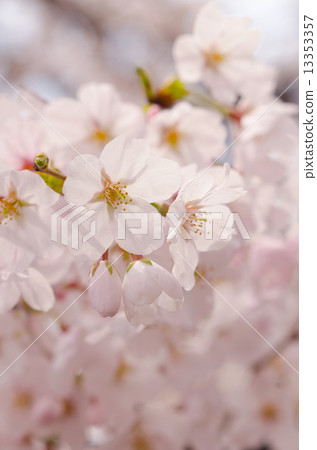 櫻花 櫻花 13353357