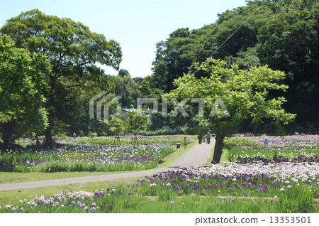 Sakura castle ruins park iris 13353501