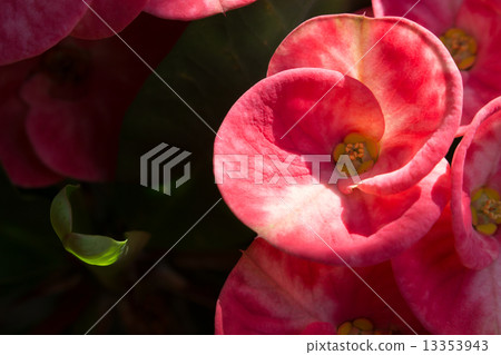 Cronw of thorns-pink flowers 13353943