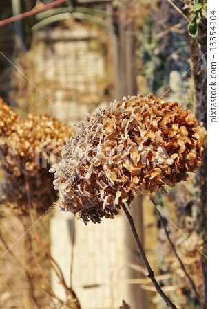 Winter landscape - Natural dry flower to keep morning frost "Autumn color hydrangea" - Vertical position Winter landscape - Natural dry flower to keep morning frost "Autumn color hydrangea" - Vertical position 13354104