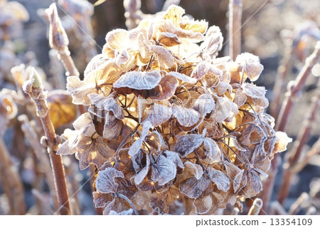 Winter landscape - Natural dry flower covered with morning frost "Autumn color hydrangea" - Horizontal position Winter landscape - Natural dry flower covered with morning frost "Autumn color hydrangea" - Horizontal position 13354109