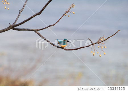 令人尷尬的翠鳥排泄動力 13354125