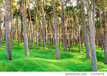 The forest wood and craters on battlefield of Vimy ridge 13354476