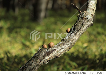 mushroom mushroom 13354589