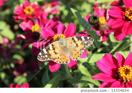 Suejigoro Kabamadara 13354654