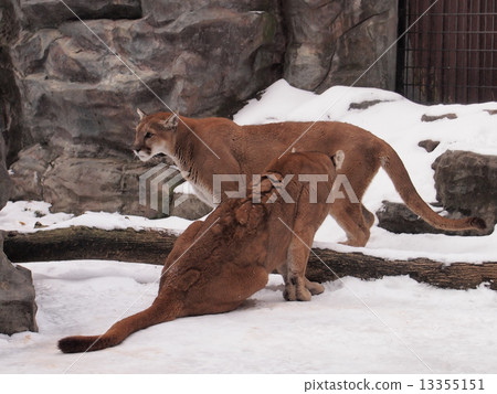 彪馬-2 彪馬-2 13355151