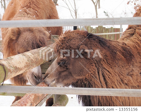 駱駝的飯 13355156