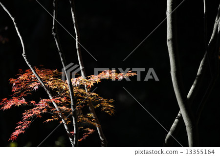 在秋天的落葉 在秋天的落葉 13355164