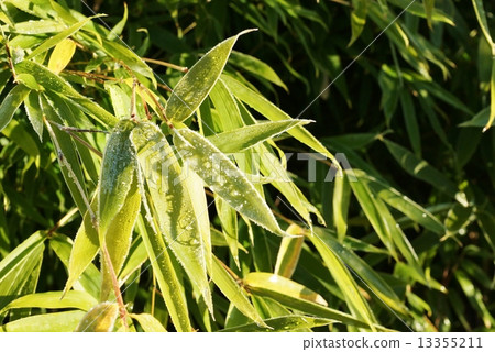 Landscape in winter - Bamboo leaves that started to melt morning frost · Horizontal position 13355211