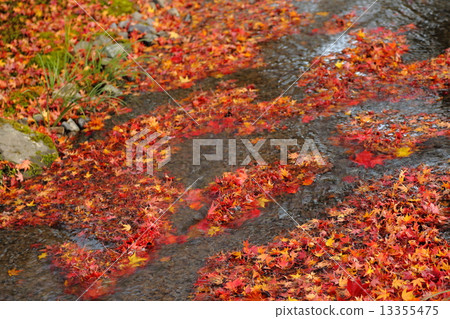 Autumn image: autumn leaves 13355475