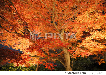 Kyoto prefecture: autumn leaves of Kodaiji (night) 13355476