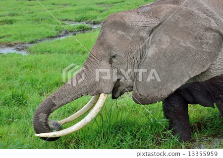elephant  13355959