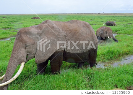 elephant  elephant  13355960