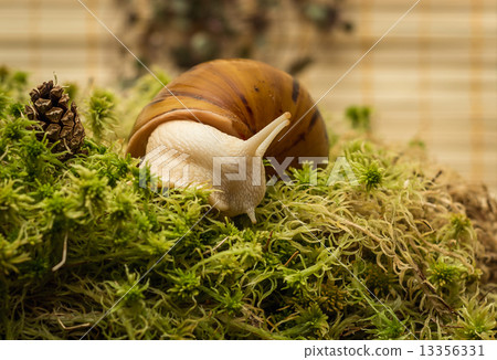 Albino snail 13356331