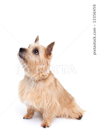 Norwich Terrier 13356459