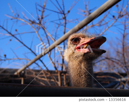 Ostrich Ostrich 13356616